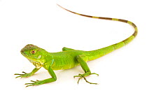 Green iguana (Iguana iguana) from Tayrona National Park, Colombia. Controlled conditions.