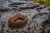 Night adder (Causus defilippi) basking on a rock after light rain. from the Greater Gorongosa Ecosystem, Mozambique.