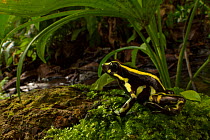 Yellow-striped poison dart frog (Dendrobates truncatus) in the Cartagena Botanical Gardens, Colombia