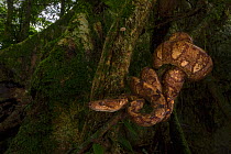 Ringed tree boa (Corallus annulatus) at La Selva Biological Station, Costa Rica.