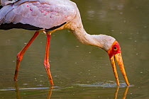 Yellow-billed stork (Mycteria ibis) sweeps the water for fish in the Msicadzi River, Gorongosa National Park, Mozambique