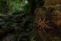 Dwarf tarantula / Pumpkin patch tarantual (probably Hapalopus sp.) on the roots of a tree, Sierra Nevada de Santa Marta, Colombia.