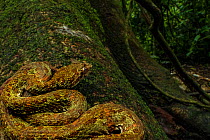 Eyelash viper (Bothriechis schlegelii) waiting for prey on tree, La Selva Biological Station, Costa Rica.