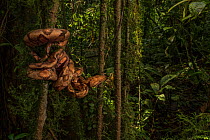 Ringed tree boa (Corallus annulatus)  La Selva Biological Station, Costa Rica.