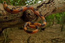 Eastern tiger snake (Telescopus semiannulatus) Gorongosa National Park, Mozambique.