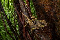 Helmeted iguana (Corytophanes cristatus) Puntarenas Province, Costa Rica.