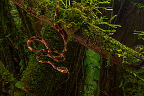 Blunt-headed tree snake (Imantodes cenchoa) juvenile tastes the air at La Selva Biological Station, Costa Rica.
