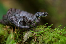 Clouded snail-eater snake  (Sibon nebulatus) at La Selva Biological Station, Costa Rica.