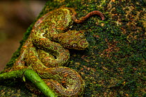 Eyelash viper (Bothriechis schlegelii) waitingfor prey on tree trunk,  La Selva Biological Station, Costa Rica.