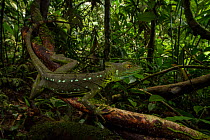 Plumed basilisk (Basiliscus plumifrons) female La Selva Biological Station, Costa Rica.