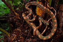 Lichen-coloured snail-sucker snake (Sibon longifrenis) La Selva Biological Station, Costa Rica.