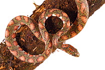 Lichen-colored snail-sucker snake (Sibon longifrenis) from La Selva Biological Station, Costa Rica. Controlled conditions.