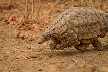 Cape pangolin / Temminck's ground pangolin (Smutsia temminckii) young female rescued from poachers by rangers at Gorongosa National Park, Mozambique.