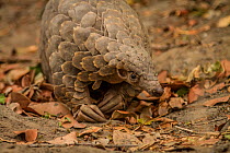 Cape pangolin / Temminck's ground pangolin (Smutsia temminckii) young female released after it was rescued from poachers by rangers at Gorongosa National Park, Mozambique.