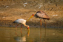 Yellow-billed stork (Mycteria ibis) hunting for fish while a juvenile  stands nearby.  Msicadzi River, Gorongosa National Park, Mozambique.