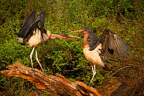 Marabou storks (Leptoptilos crumenifer) display as they fight for space along the banks of the Msicadzi River, Gorongosa National Park, Mozambique. During the dry season the river is reduced to a seri...