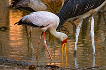 Marabou storks (Leptoptilos crumenifer) and yellow-billed storks (Mycteris ibis) hunting in the Msicadzi River, Gorongosa National Park, Mozambique.