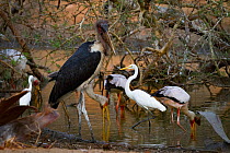 Great egret (Ardea alba), yellow-billed storks (Mycteria ibis), a marabou stork (Leptoptilos crumenifer), and a little egret (Egretta garzetta) all share a small patch of hunting ground during dry sea...