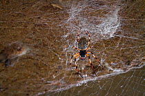 Hermit spider (Nephilengys / Nephilingis cruentata) on web, Gorongosa National Park, Mozambique.