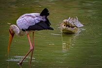 Nile crocodile (Crocodylus niloticus) emerging from the Msicadzi Rive  to swallow a mouthful of fish, whilst Yellow-billed stork (Mycteria ibis) scans for fish in the foreground.  Gorongosa National P...
