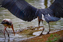 Marabou stork (Leptoptilos crumenifer) steals a small fish from between the jaws of a Nile crocodile (Crocodylus niloticus) whilst Yellow-billed stork (Mycteria ibis) watches on. Gorongosa National Pa...