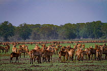 Herd of Common waterbuck (Kobus ellipsiprymnus) with thousands of flies on the floodplain in Gorongosa National Park, Mozambique.