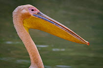 Great white pelican (Pelecanus onocrotalus) standing by the Msicadzi River, Gorongosa National Park, Mozambique.
