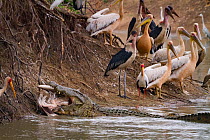 Nile crocodile (Crocodylus niloticus) eating Great white pelican (Pelecanus onocrotalus). With birds on the shore including pink-backed pelicans (Pelecanus rufescens), marabou storks (Leptoptilos crum...