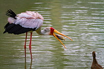 Yellow-billed stork (Mycteria ibis) swallowing a fish that it has captured in the Msicadzi River, while a Hamerkop (Scopus umbretta) watched on, Gorongosa National Park, Mozambique.