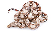 Pale morph Boa constrictor (Boa constrictor) from Tayrona National Park, Colombia. Controlled conditions.