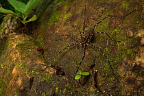 Fishing spider (Trechalea sp.) waits above a stream in the Sierra Nevada de Santa Marta, Colombia.