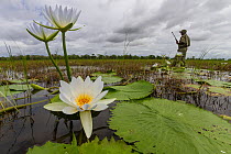 Park ranger wades across the floodplain holding a rifle, with water lilies (Nymphaea sp.) in the foreground. Gorongosa National Park, Mozambique, May 2017.
