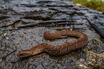 Nght adder (Causus defilippi) basks on a rock after light rain. Greater Gorongosa Ecosystem, Mozambique,