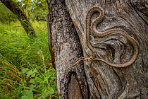 Mopane snake (Hemirhagerrhis nototaenia) on the trunk of a tree,  Greater Gorongosa Ecosystem, Gorongosa National Park, Mozambique. Medium repro only