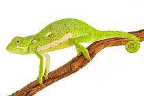 Flap-necked chameleon (Chamaeleo dilepis) Greater Gorongosa Ecosystem, Mozambique. Controlled conditions.