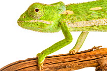 Flap-necked chameleon (Chamaeleo dilepis) with defensive coloration, Greater Gorongosa Ecosystem, Mozambique. Controlled conditions.