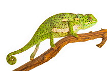 Flap-necked chameleon (Chamaeleo dilepis) with defensive coloration, Greater Gorongosa Ecosystem, Mozambique. Controlled conditions.