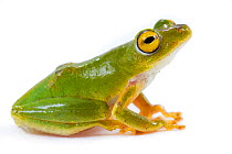 Green reed frog (Hyperolius tuberilinguis) from the Greater Gorongosa Ecosystem, Mozambique. Controlled conditions.