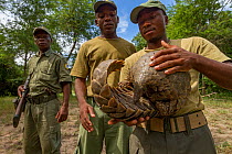 Park ranger holding a Cape pangolin / Temminck's ground pangolin  (Smutsia temminckii), rescued from poachers. This picture was taken shortly before freeing the pangolin. Gorongosa National Park, Moza...
