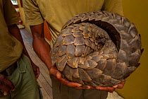 Park ranger holding a Cape pangolin / Temminck's ground pangolin  (Smutsia temminckii), rescued from poachers. This picture was taken shortly before freeing the pangolin. Gorngosa National Park, Mozam...