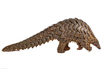 Cape pangolin / Temminck's ground pangolin (Smutsia temminckii), from Gorongosa National Park, Mozambique. This is an individual that was rescued from poachers, photographed on a white sheet before be...