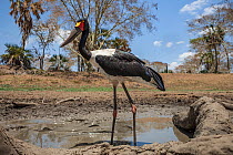 Saddle-billed stork (Ephippiorhynchus senegalensis)  in the last remaining puddle of water in the Mussicadzi River during the dry season,with  giant Sharpooth catfish (Clarias gariepinus) caught in th...