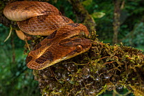 Cat-eyed snake (Leptodeira septentrionalis) on branch with the eggs of a Parachuting red-eyed tree frog (Agalychnis saltator).  La Selva Biological Station, Costa Rica,
