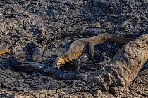 Nile monitor lizards (Varanus niloticus) hunting giant Sharpooth catfish (Clarias gariepinus) in dried up puddle of the Mussicadzi River, Gorongosa National Park, Mozambique.