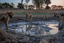 Baboons (Papio sp) watching Sharpooth catfish (Clarias gariepinus) trapped in last puddle of  water, Mussicadzi River during the dry season, Gorongosa National Park, Mozambique.