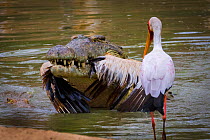 Nile crocodile (Crocodylus niloticus) with White pelican (Pelecanus onocrotalus) caught in mouth whilst a Yellow-billed stork (Mycteria ibis) looks on. Msicadzi River, Gorongosa National Park, Mozambi...