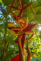 Speckled tree snake (Imantodes inornatus) on a Heliconia flower, La Selva Biological Station, Costa Rica.