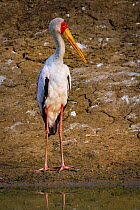 Yellow-billed stork (Mycteria ibis) standing in the Musicadzi River during the dry season, Gorongosa National Park, Mozambique.