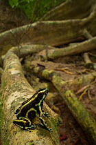 Yellow-striped poison dart frog (Dendrobates truncatus) in the Cartagena Botanical Gardens, Colombia.