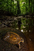 Brown wood turtle (Rhinoclemmys annulata) resting on a rock in a stream. La Selva Biological Station, Costa Rica,